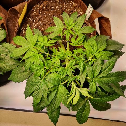 Gorilla Auto Run #1 growlog timeline photo