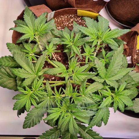 Purple Lemonade Auto Run #1 growlog timeline photo