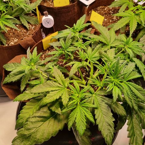 Purple Lemonade Auto Run #1 growlog timeline photo