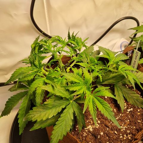 Amnesia Haze Auto Run #1 growlog timeline photo