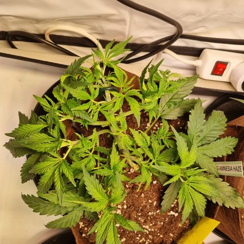 Amnesia Haze Auto Run #1 growlog timeline photo