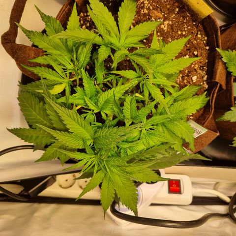 Blue Dream Auto Run #1 growlog timeline photo