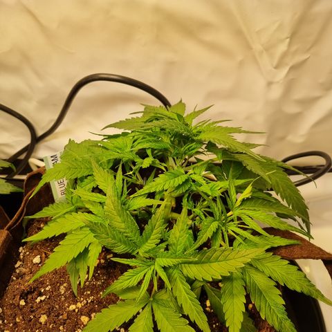 Blue Dream Auto Run #1 growlog timeline photo