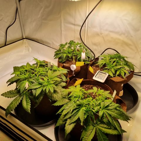 Purple Lemonade Auto Run #1 growlog timeline photo