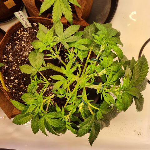Gorilla Auto Run #1 growlog timeline photo