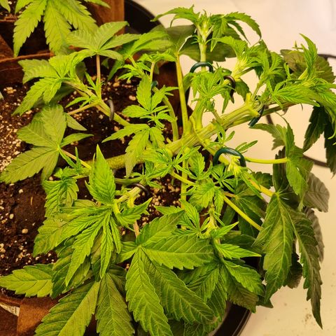 Gorilla Auto Run #1 growlog timeline photo