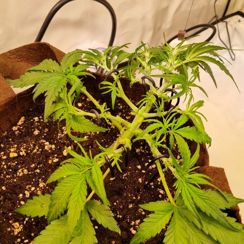 Blue Dream Auto Run #1 growlog timeline photo
