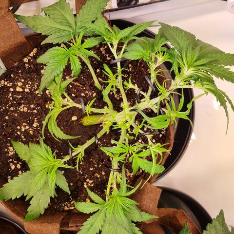 Blue Dream Auto Run #1 growlog timeline photo