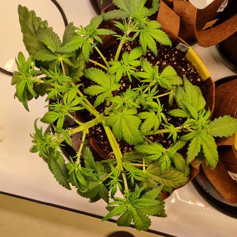Purple Lemonade Auto Run #1 growlog timeline photo