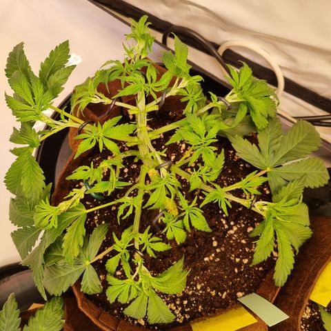 Amnesia Haze Auto Run #1 growlog timeline photo