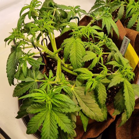 Purple Lemonade Auto Run #1 growlog timeline photo