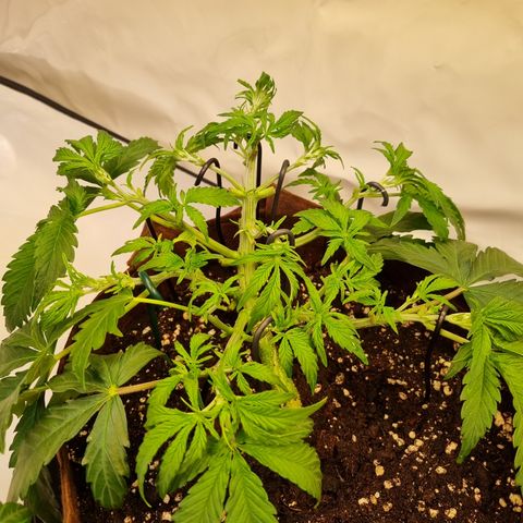 Amnesia Haze Auto Run #1 growlog timeline photo