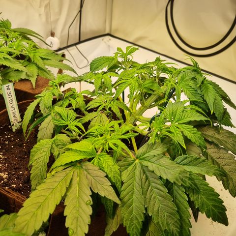 Gorilla Auto Run #1 growlog timeline photo