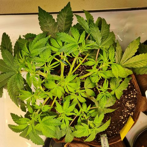Gorilla Auto Run #1 growlog timeline photo