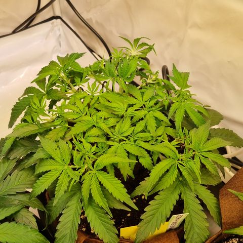 Amnesia Haze Auto Run #1 growlog timeline photo