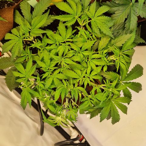 Amnesia Haze Auto Run #1 growlog timeline photo