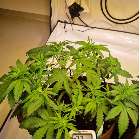 Purple Lemonade Auto Run #1 growlog timeline photo