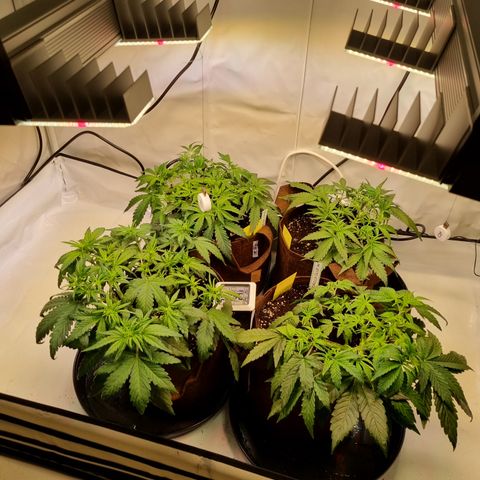 Purple Lemonade Auto Run #1 growlog timeline photo
