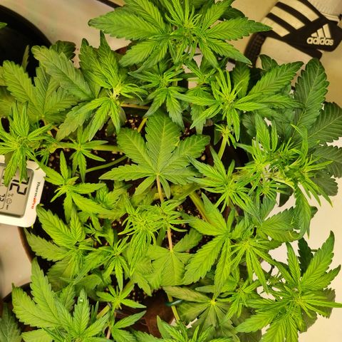 Purple Lemonade Auto Run #1 growlog timeline photo