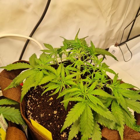 Blue Dream Auto Run #1 growlog timeline photo