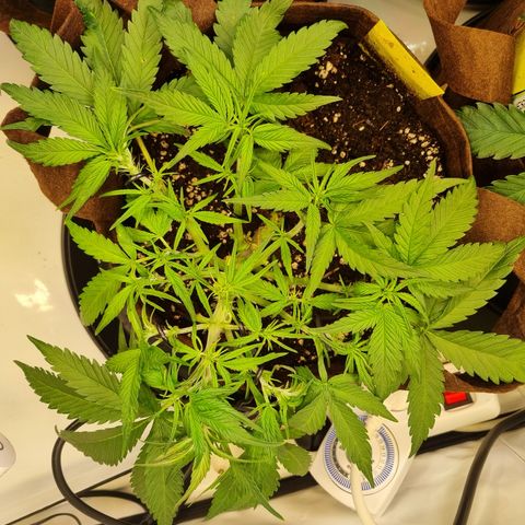 Blue Dream Auto Run #1 growlog timeline photo