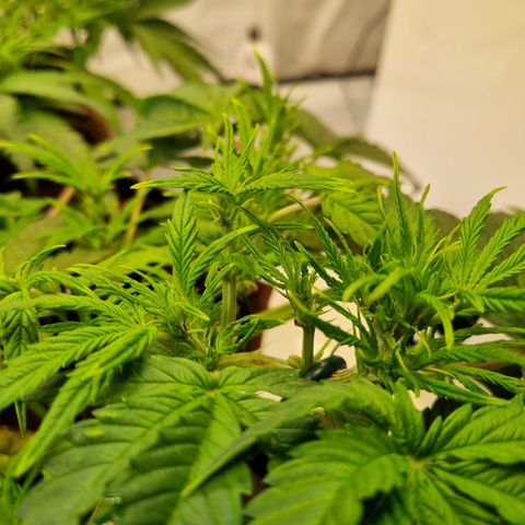 Gorilla Auto Run #1 growlog timeline photo