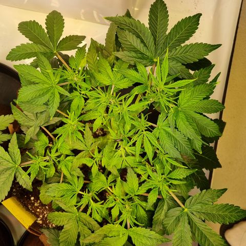 Gorilla Auto Run #1 growlog timeline photo