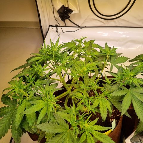 Purple Lemonade Auto Run #1 growlog timeline photo