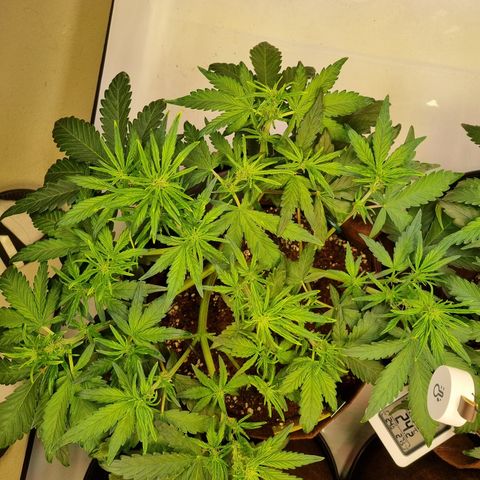 Purple Lemonade Auto Run #1 growlog timeline photo