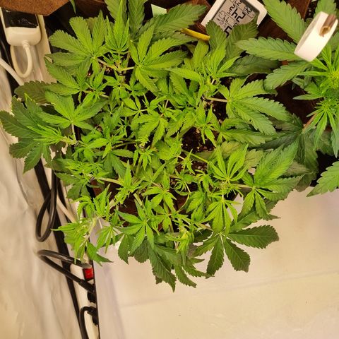 Amnesia Haze Auto Run #1 growlog timeline photo