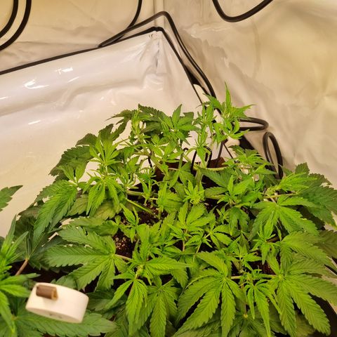 Amnesia Haze Auto Run #1 growlog timeline photo
