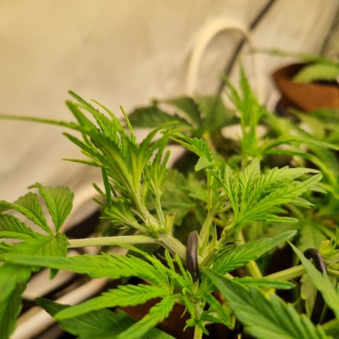 Amnesia Haze Auto Run #1 growlog timeline photo