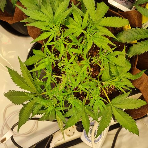 Blue Dream Auto Run #1 growlog timeline photo