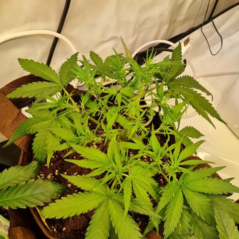 Blue Dream Auto Run #1 growlog timeline photo