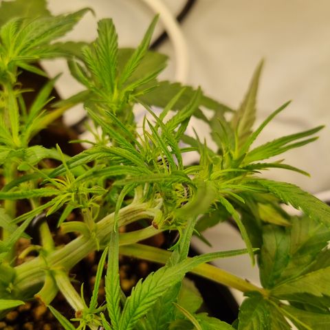 Blue Dream Auto Run #1 growlog timeline photo