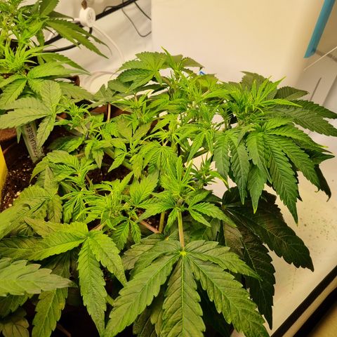 Gorilla Auto Run #1 growlog timeline photo