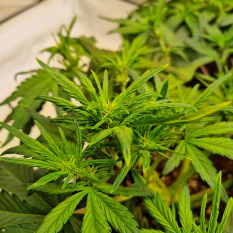 Purple Lemonade Auto Run #1 growlog timeline photo