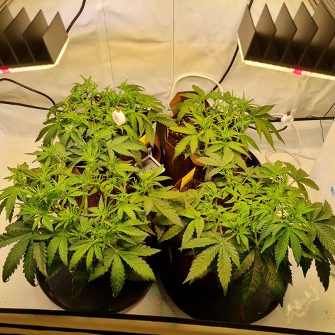 Purple Lemonade Auto Run #1 growlog timeline photo