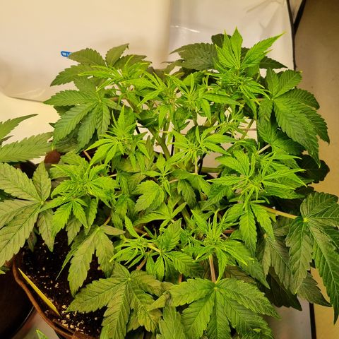 Gorilla Auto Run #1 growlog timeline photo