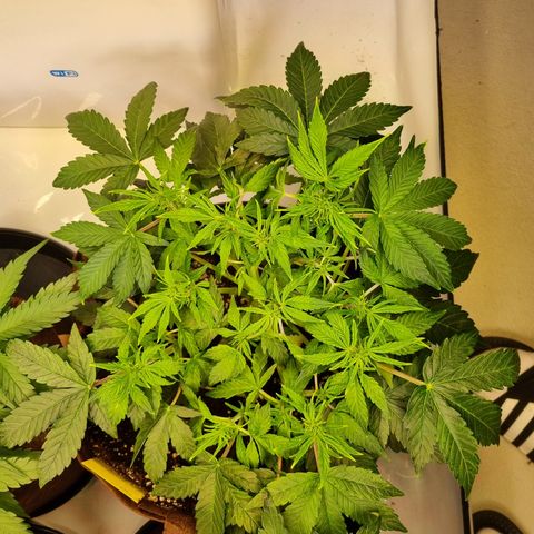 Gorilla Auto Run #1 growlog timeline photo