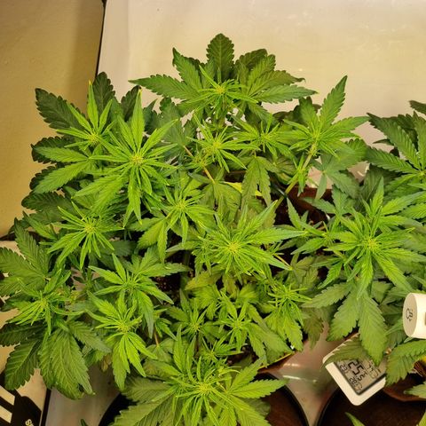 Purple Lemonade Auto Run #1 growlog timeline photo
