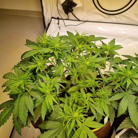 Purple Lemonade Auto Run #1 growlog timeline photo