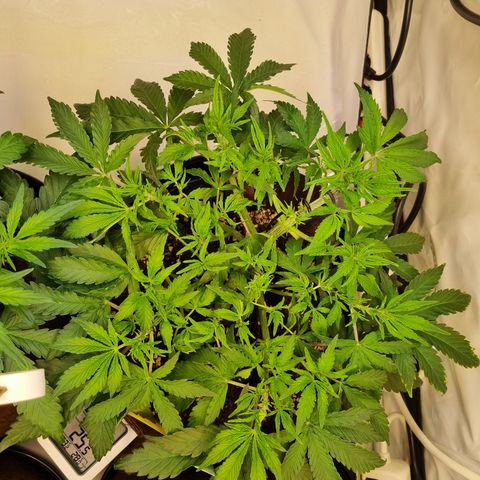 Amnesia Haze Auto Run #1 growlog timeline photo