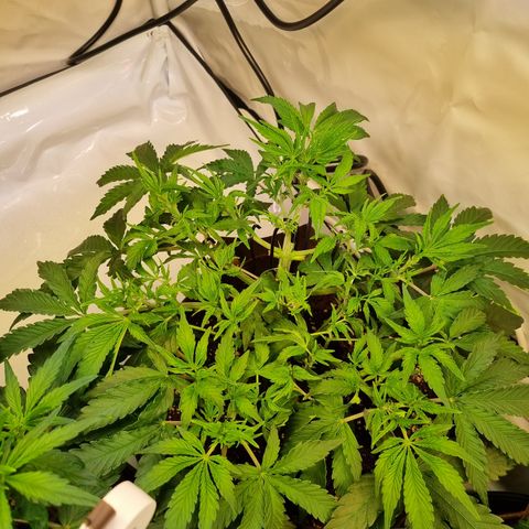 Amnesia Haze Auto Run #1 growlog timeline photo
