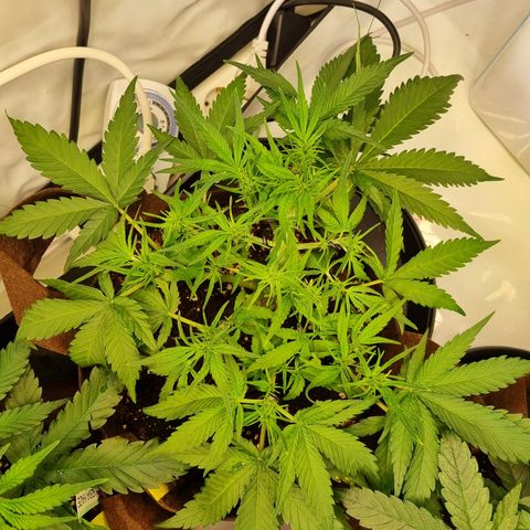 Blue Dream Auto Run #1 growlog timeline photo