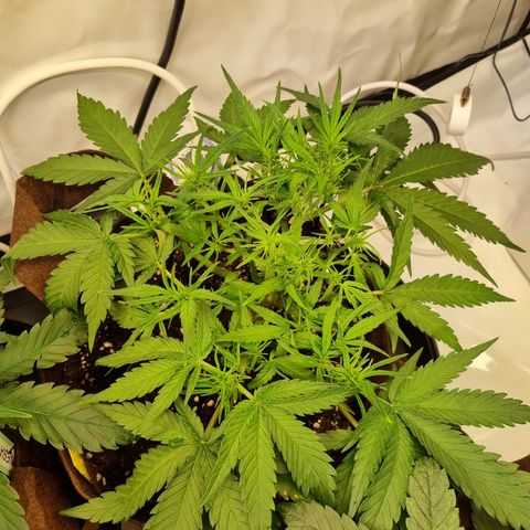 Blue Dream Auto Run #1 growlog timeline photo