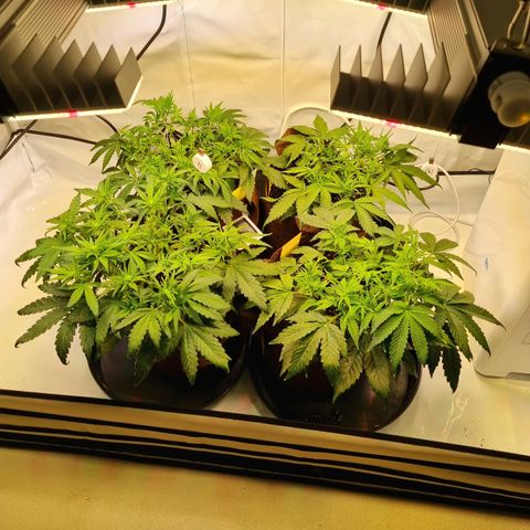 Purple Lemonade Auto Run #1 growlog timeline photo