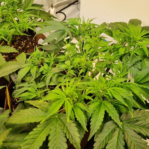 Gorilla Auto Run #1 growlog timeline photo