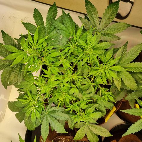 Gorilla Auto Run #1 growlog timeline photo