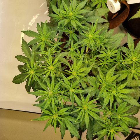 Purple Lemonade Auto Run #1 growlog timeline photo